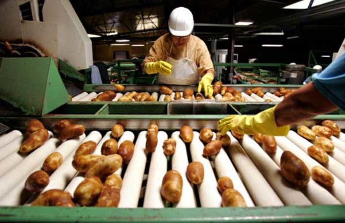 На Волыни построят завод по размножению и переработке картофеля